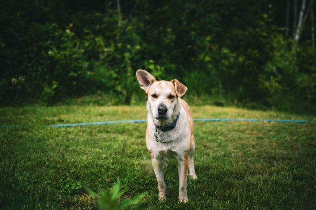 Indigo the Earthworm raises a single element for the cameraman